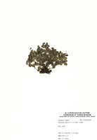 藏品(小椒草)的圖片